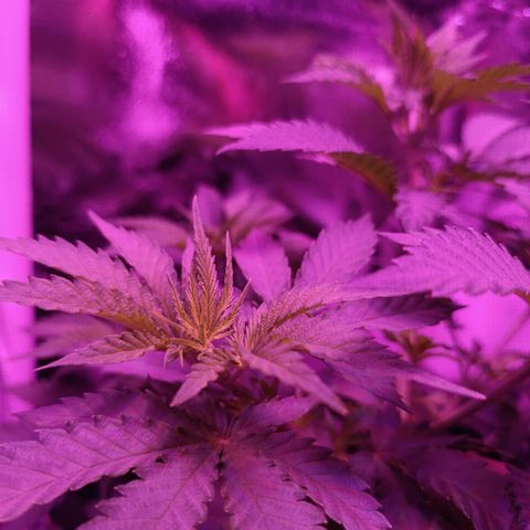 Ãrtŭrå growlog timeline photo