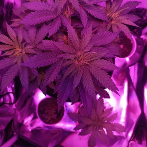 Ãrtŭrå growlog timeline photo
