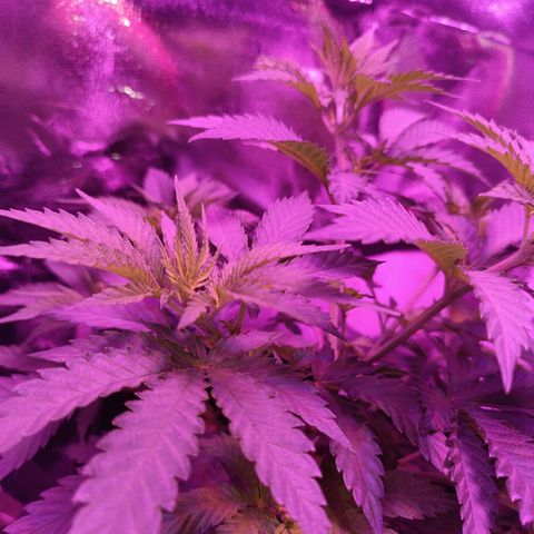 Ãrtŭrå growlog timeline photo