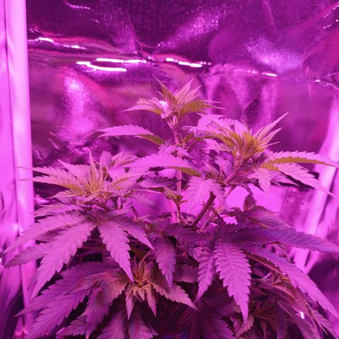 Ãrtŭrå growlog timeline photo