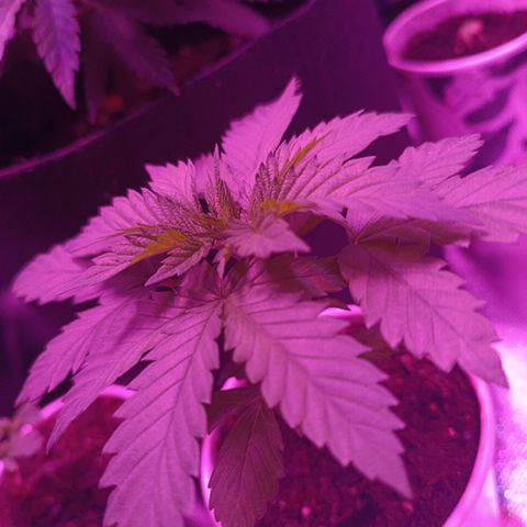 Fatbala growlog timeline photo