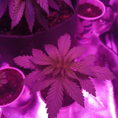 Fatbala growlog timeline photo