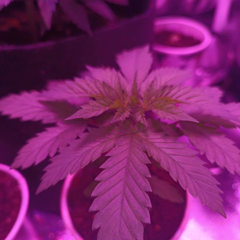 Fatbala growlog timeline photo