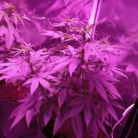 Ãrtŭrå growlog photo: Looking good 