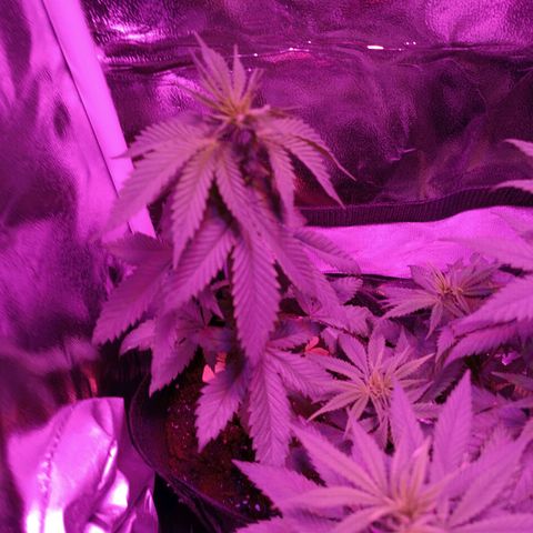 Fatbala growlog photo: Little one growing 