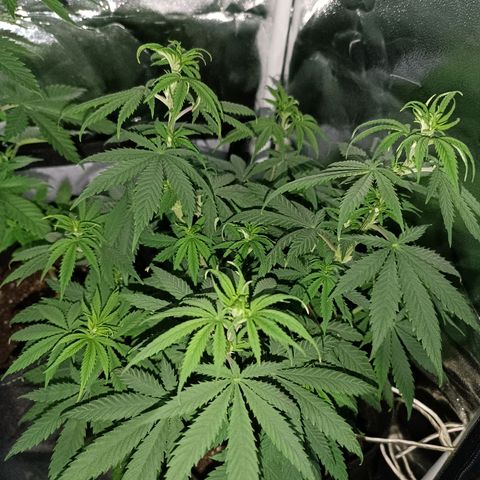 Ãrtŭrå growlog timeline photo