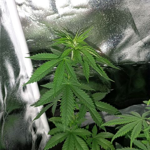 Fatbala growlog timeline photo