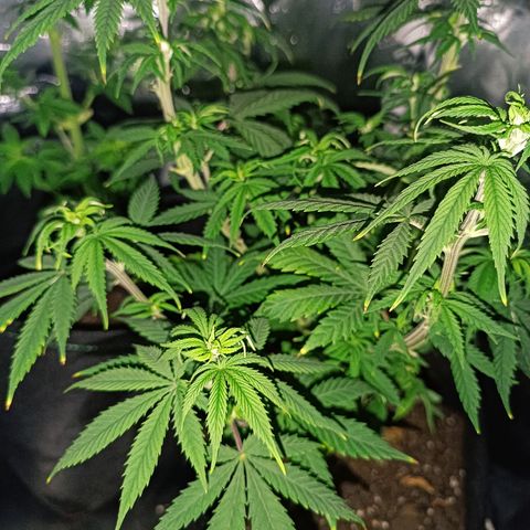 Ãrtŭrå growlog photo: She looks so beautiful ❤️🔥