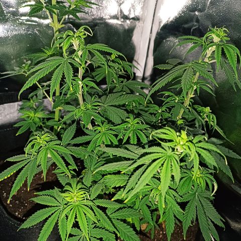 Ãrtŭrå growlog photo: She looks so beautiful ❤️🔥
