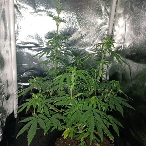 Ãrtŭrå growlog photo: She looks so beautiful ❤️🔥