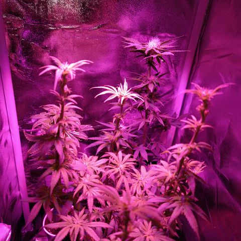 Ãrtŭrå growlog timeline photo