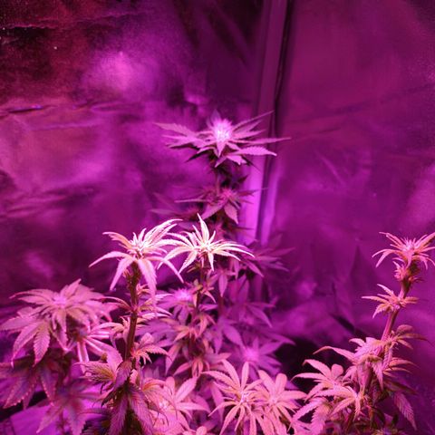 Fatbala growlog timeline photo