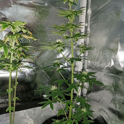 Fatbala growlog timeline photo
