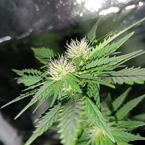 Fatbala growlog timeline photo