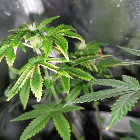 Fatbala growlog timeline photo