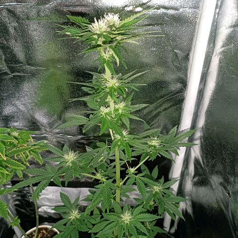 Fatbala growlog timeline photo
