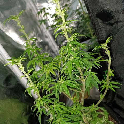 Fatbala growlog timeline photo