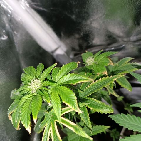 Fatbala growlog timeline photo