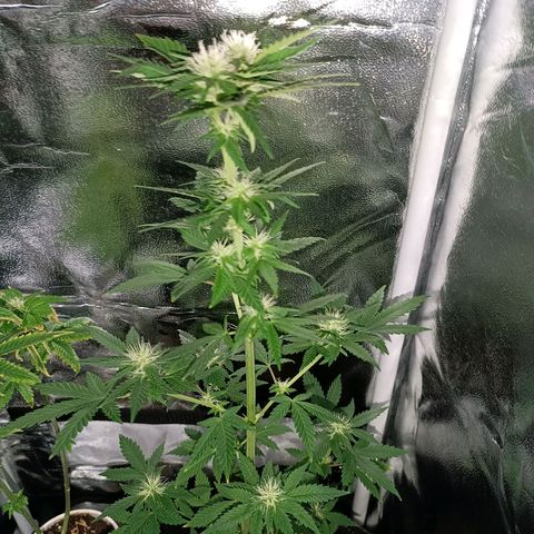 Fatbala growlog timeline photo
