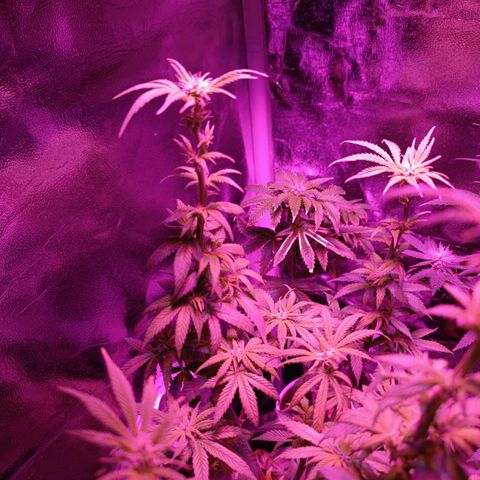 Fatbala growlog timeline photo