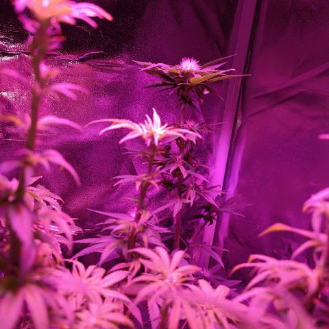 Fatbala growlog timeline photo