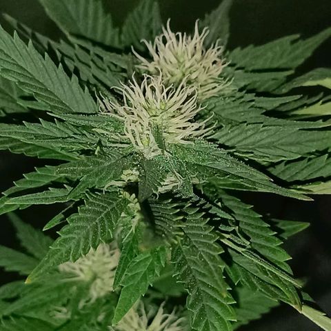 Fatbala growlog timeline photo