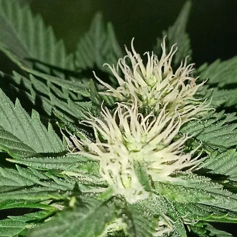 Fatbala growlog timeline photo