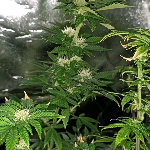 Fatbala growlog timeline photo