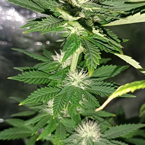 Fatbala growlog timeline photo