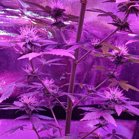 Fatbala growlog timeline photo