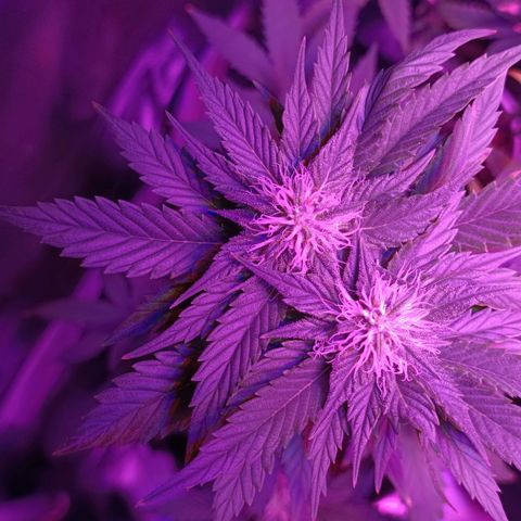 Fatbala growlog timeline photo