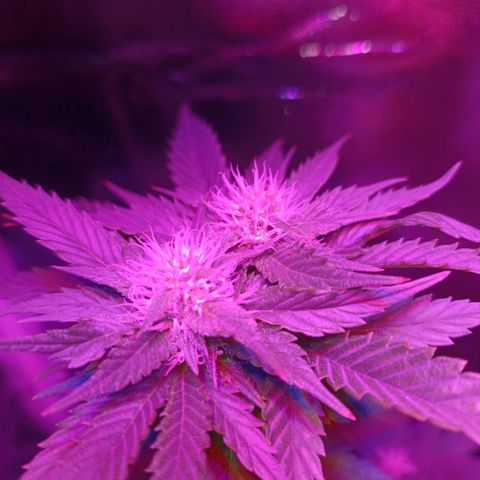 Fatbala growlog timeline photo