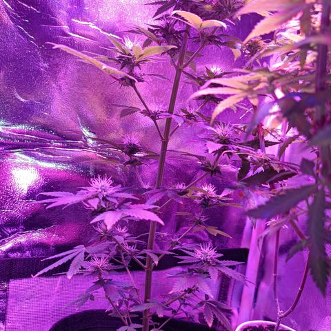 Fatbala growlog timeline photo