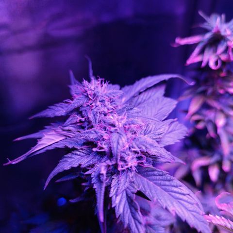 Fatbala growlog timeline photo