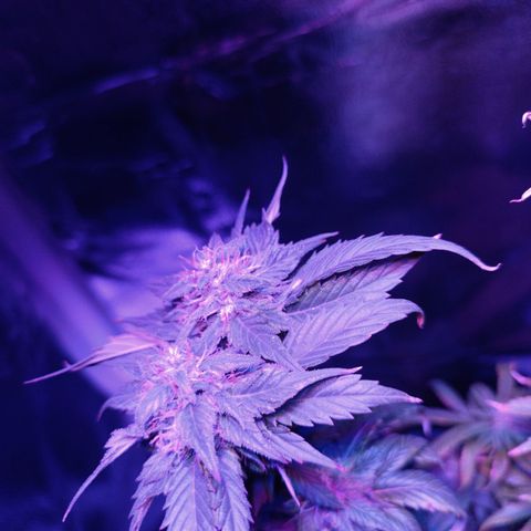 Fatbala growlog timeline photo