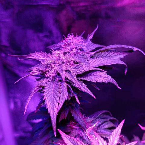 Fatbala growlog timeline photo