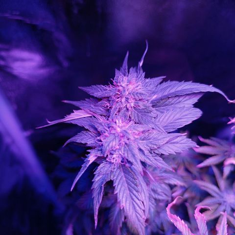 Fatbala growlog timeline photo