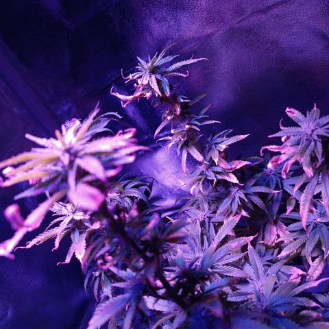 Ãrtŭrå growlog photo: Looks a little but damaged but shes alright 