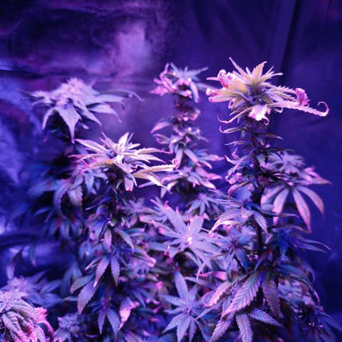Ãrtŭrå growlog photo: Looks a little but damaged but shes alright 