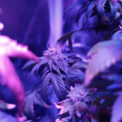 Fatbala growlog timeline photo