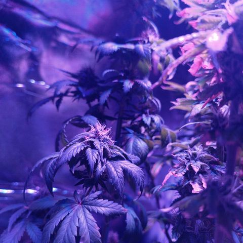 Fatbala growlog timeline photo