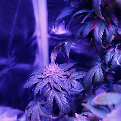 Fatbala growlog timeline photo