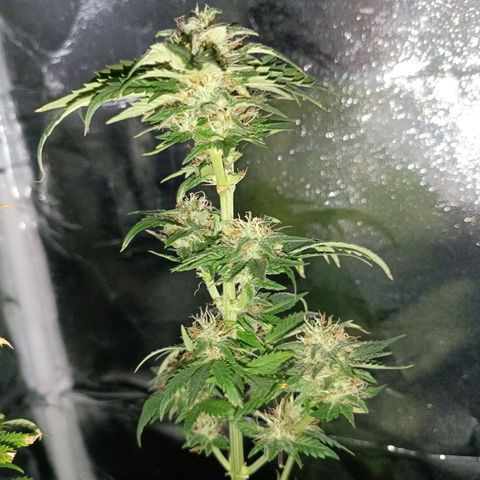 Fatbala growlog timeline photo