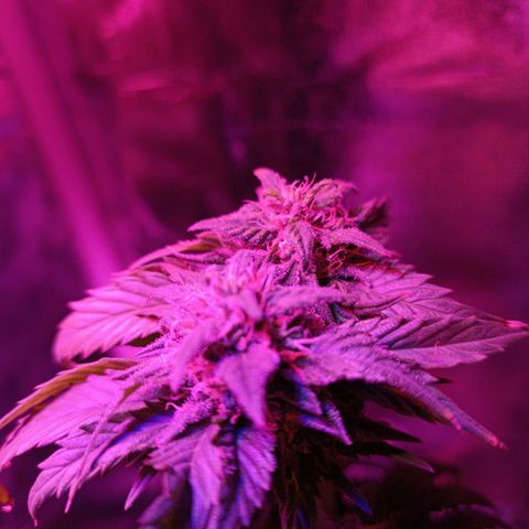 Fatbala growlog timeline photo