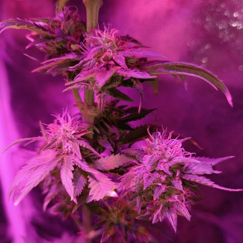 Fatbala growlog timeline photo