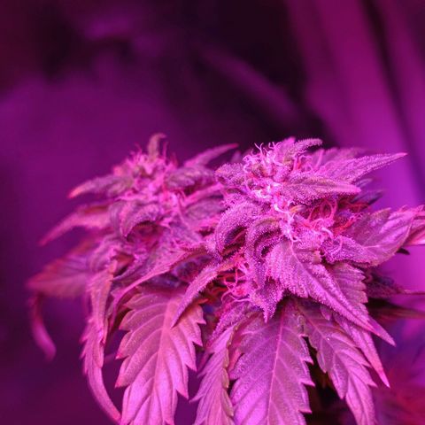 Fatbala growlog timeline photo