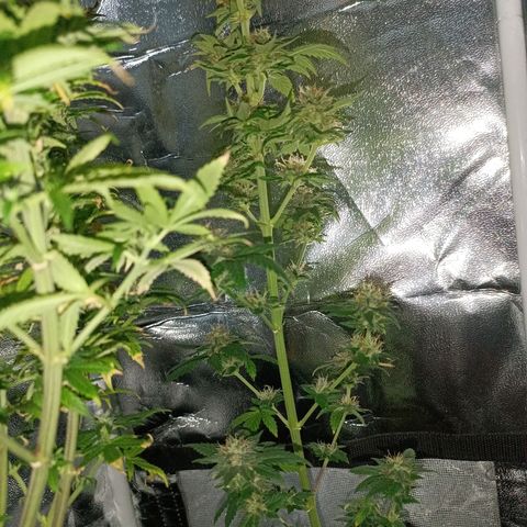 Fatbala growlog timeline photo