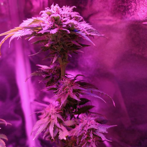 Fatbala growlog timeline photo