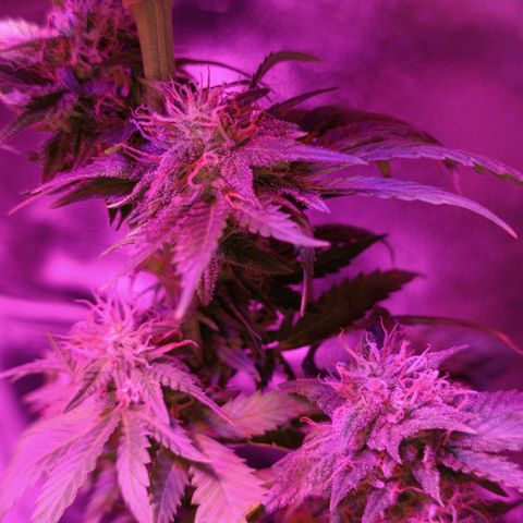 Fatbala growlog timeline photo