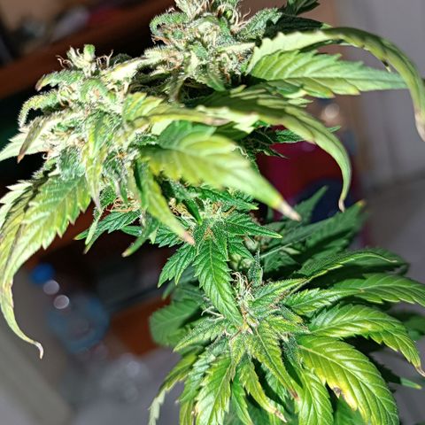 Fatbala growlog timeline photo